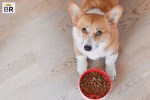 Grain-free Dog Food