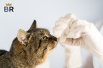 how long do cat dewormers take to work?
