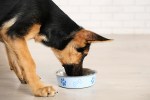 grain-free vegetarian dog food