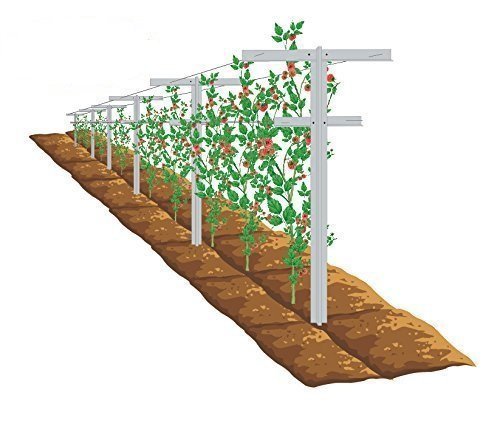 EcoTrellis Raspberry/Vineyard Trellis and Stake, 7 ft. center post with 2 arms - 3 ft. and 2.5 ft.  Pack of 2